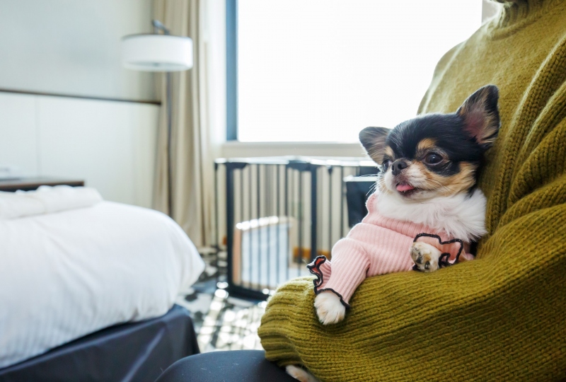 宿泊プラン「愛犬と一緒に過ごす ドッグフレンドリープラン」